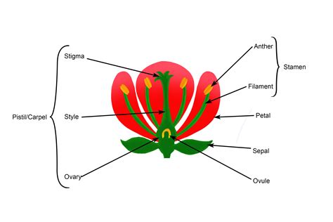 bisexual flower meaning in hindi|flower reproductive system diagram.